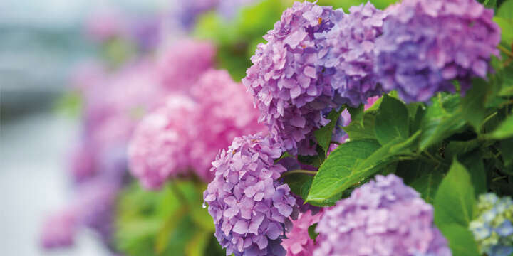 landflair saisonale tipps Hortensien 1000x500
